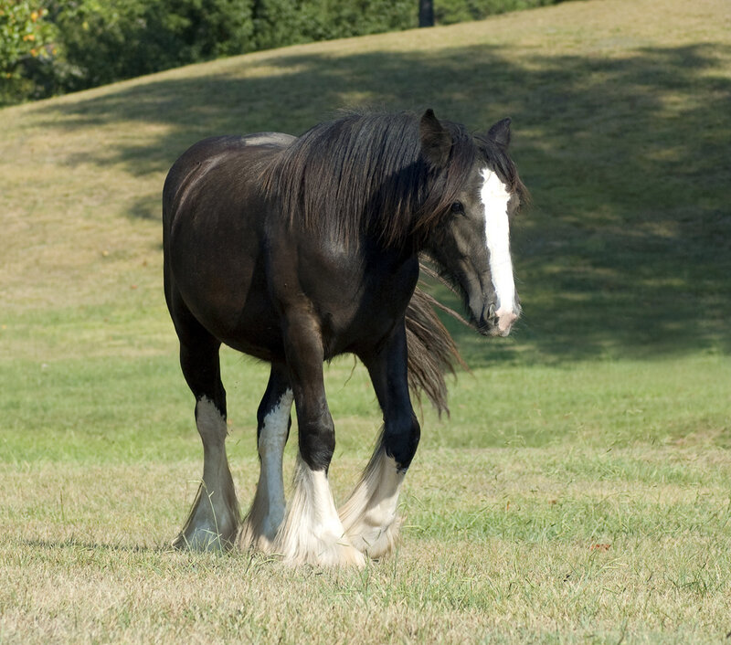 Black and White Horse — Green, Calm, Afternoon
