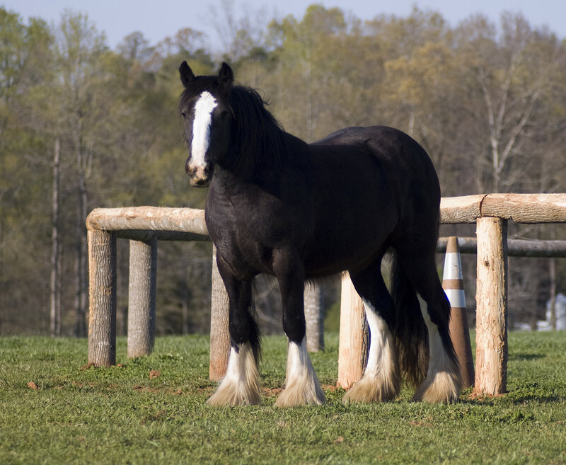 Black and White Horse — Green, Calm, Spring
