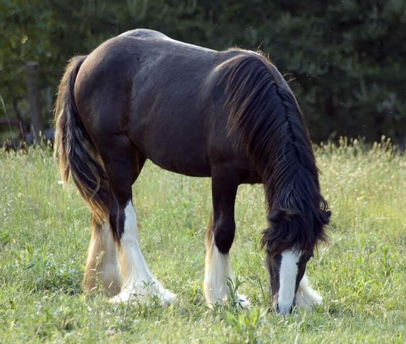 Black and White Horse — Green, Calm