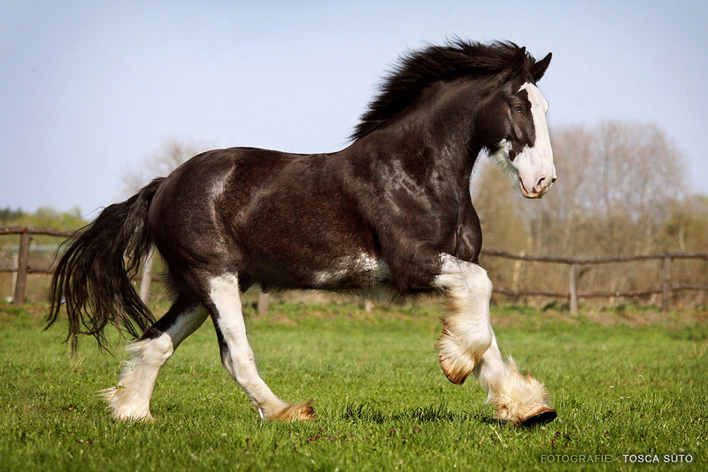 Black and White Horse — Green, Dynamic, Afternoon