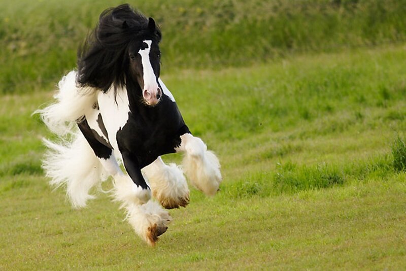 Black and White Horse — Green, Dynamic