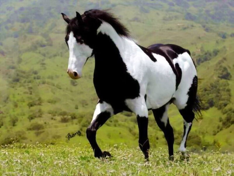 Black and White Horse — Green, Serene, Afternoon, Photograph