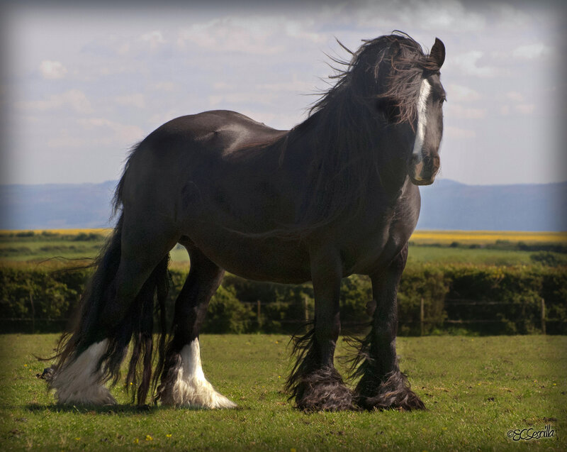 Black and White Horse — Green, Serene