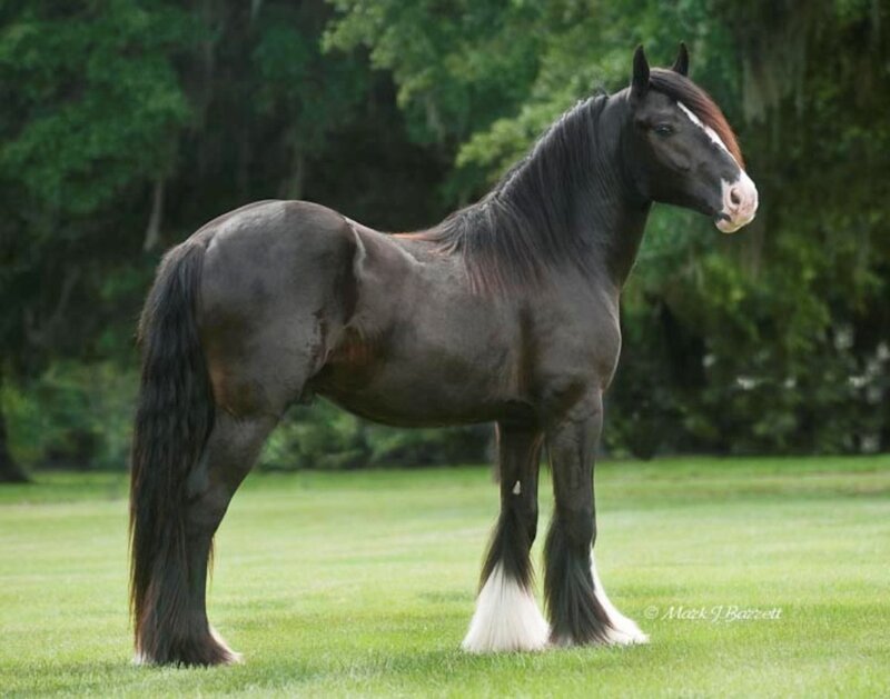 Black and White Horse — Green