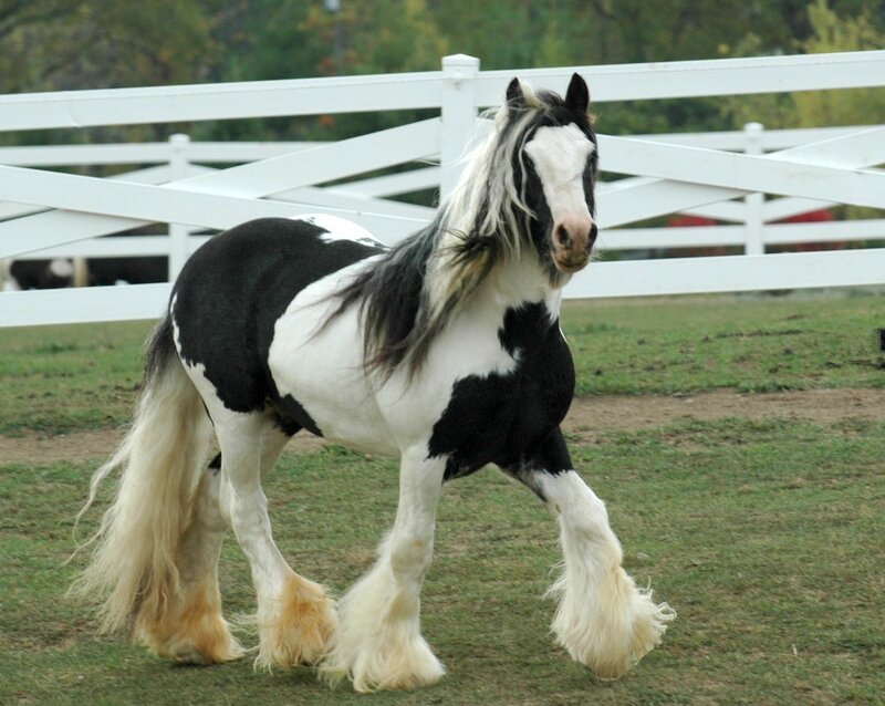 black and white horse in a field