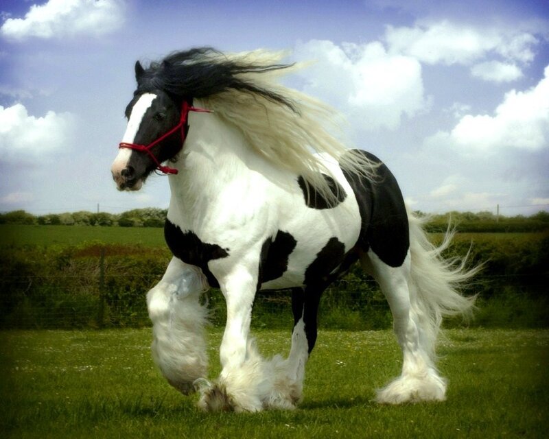 black and white horse in field