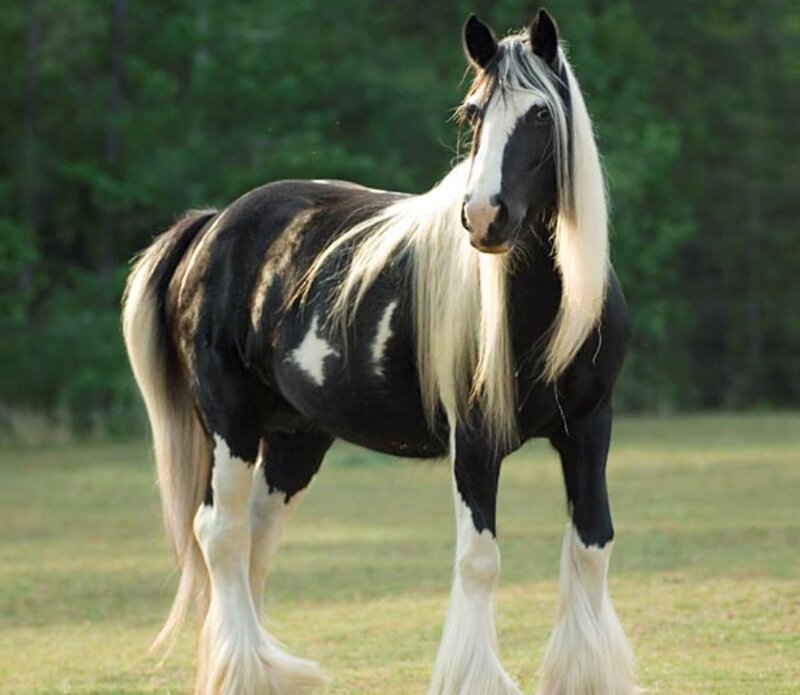 black and white horse in field