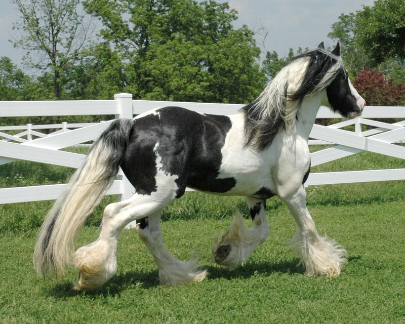 black and white horse in field