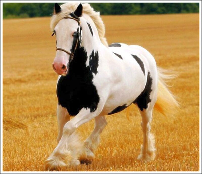 black and white horse in field