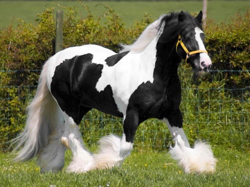 black and white horse in field