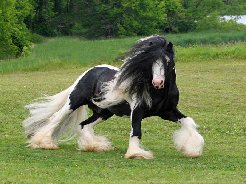 black and white horse in field