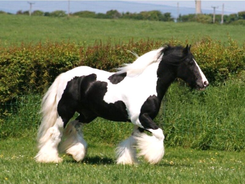 black and white horse in field