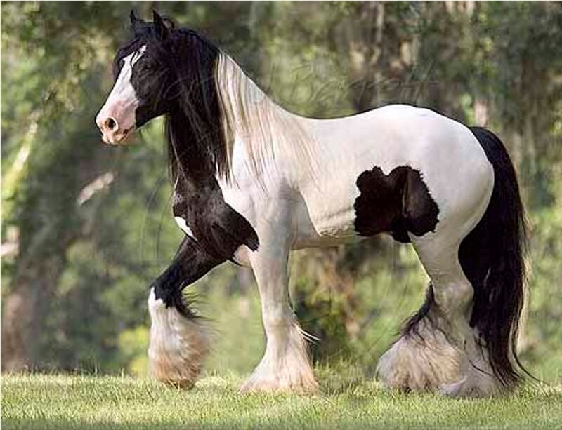 black and white horse in field