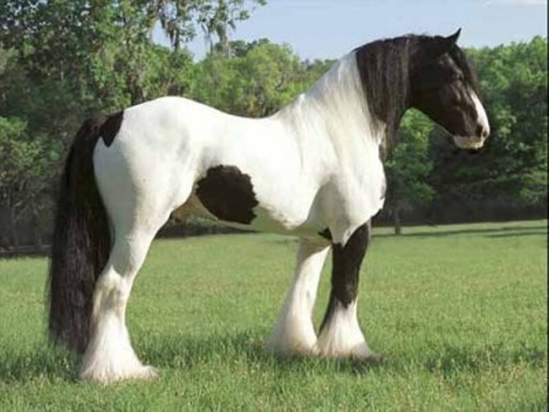 black and white horse in field
