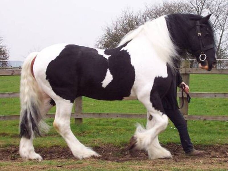 black and white horse in field
