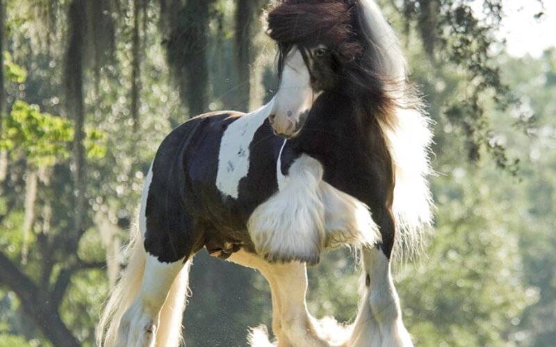 black and white horse in forest
