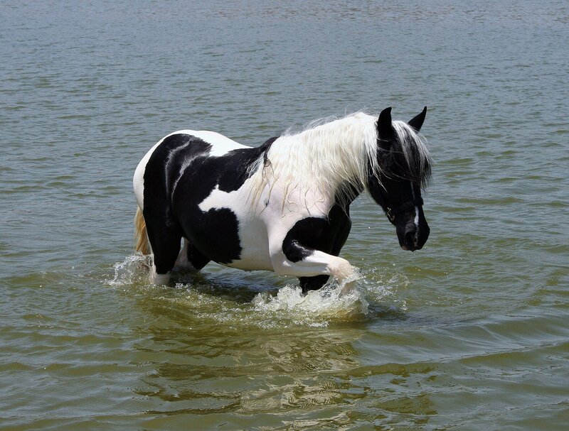black and white horse in water