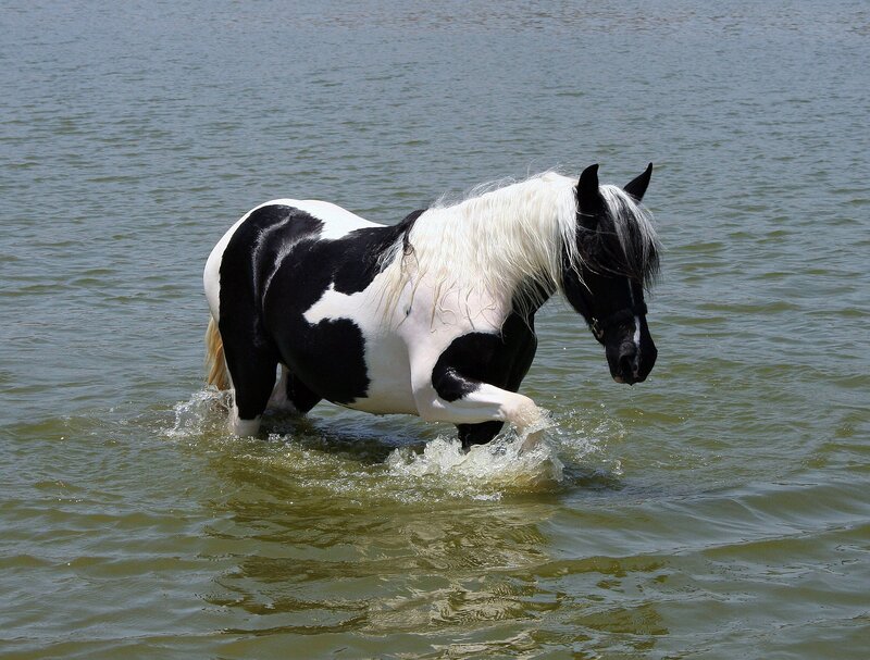 black and white horse in water