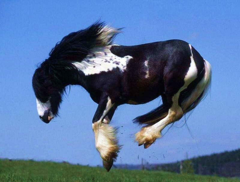 black and white horse jumping
