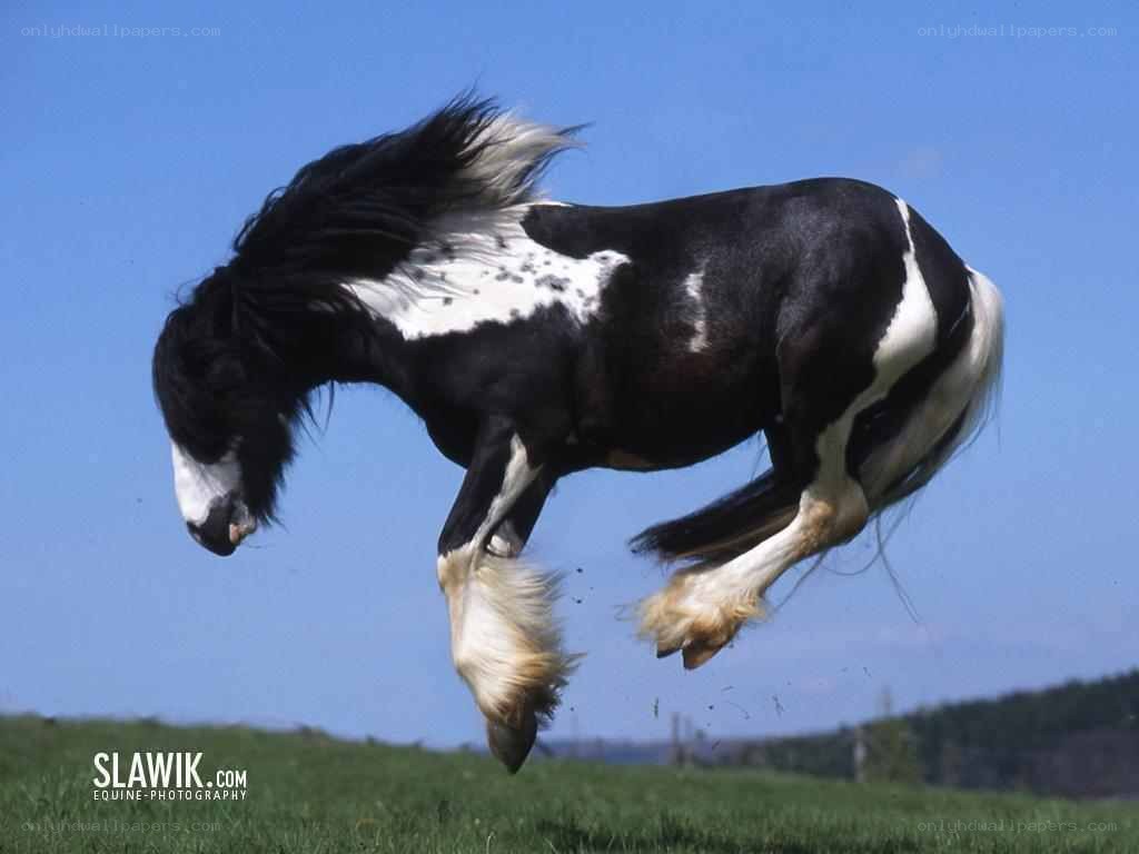 black and white horse jumping