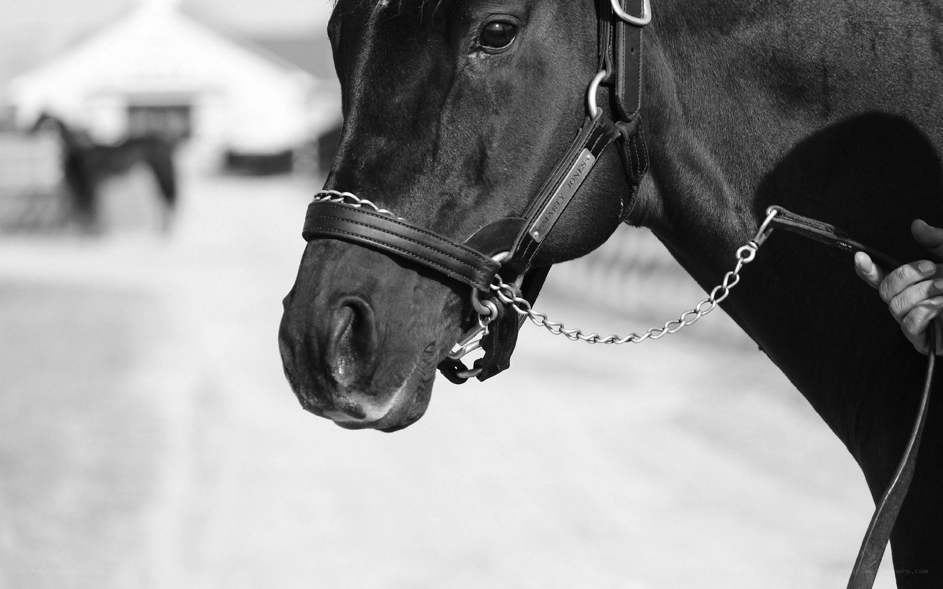 black and white horse portrait