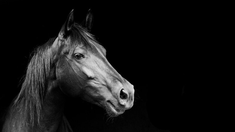 black and white horse portrait