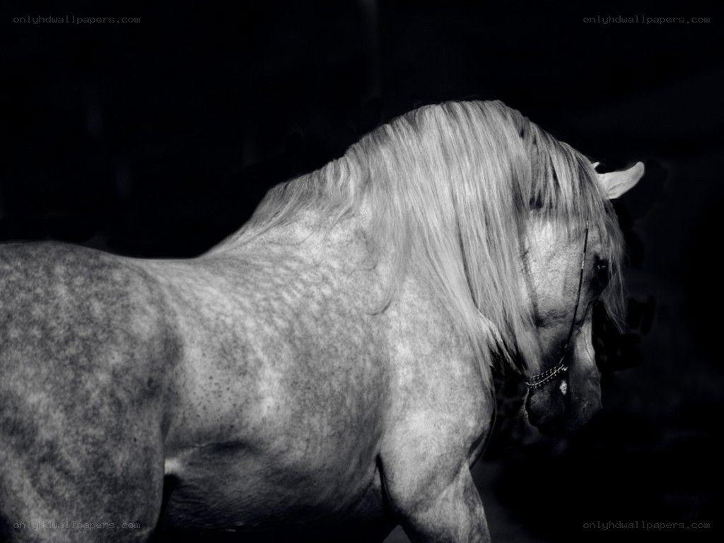 black and white horse portrait