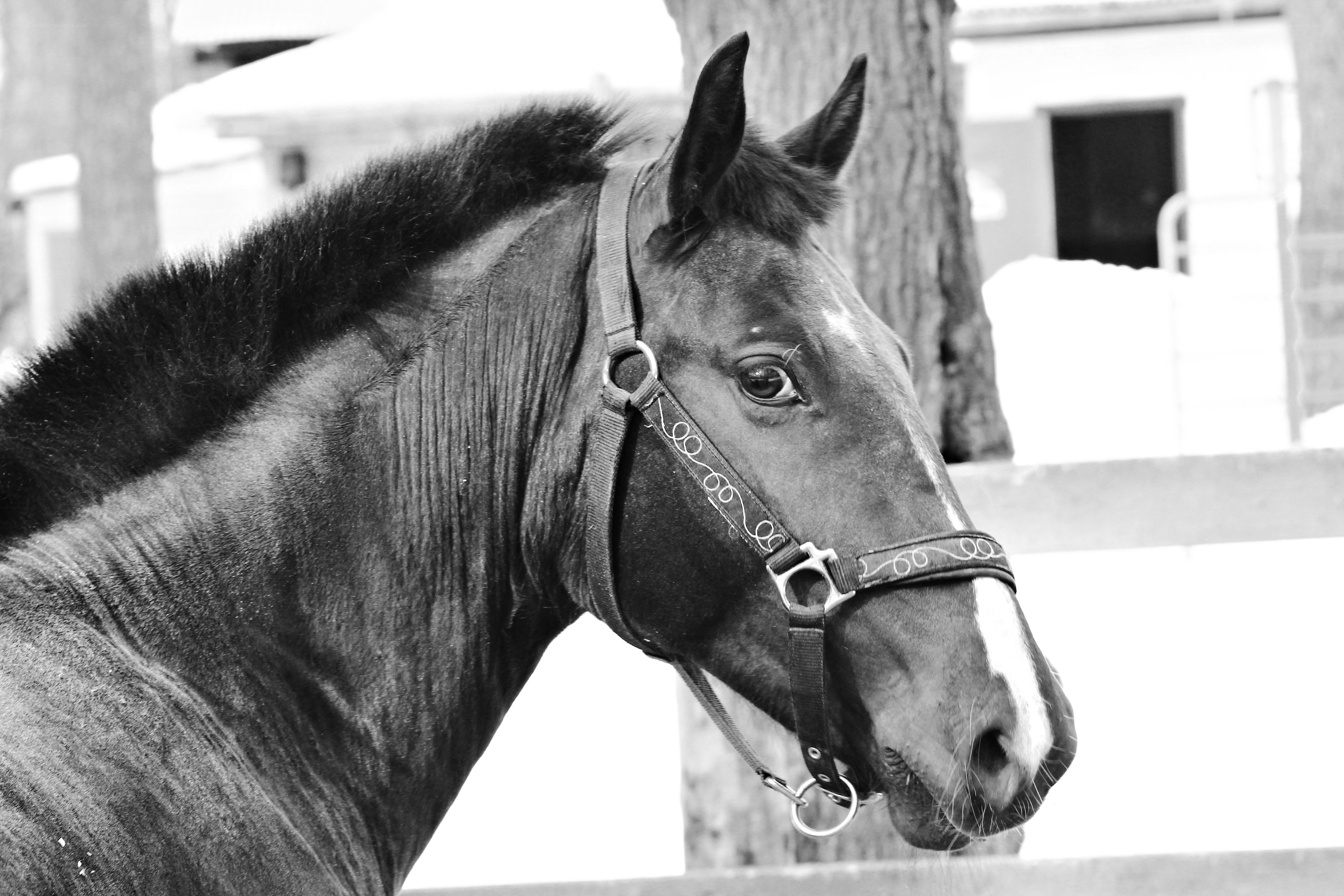 black and white horse portrait