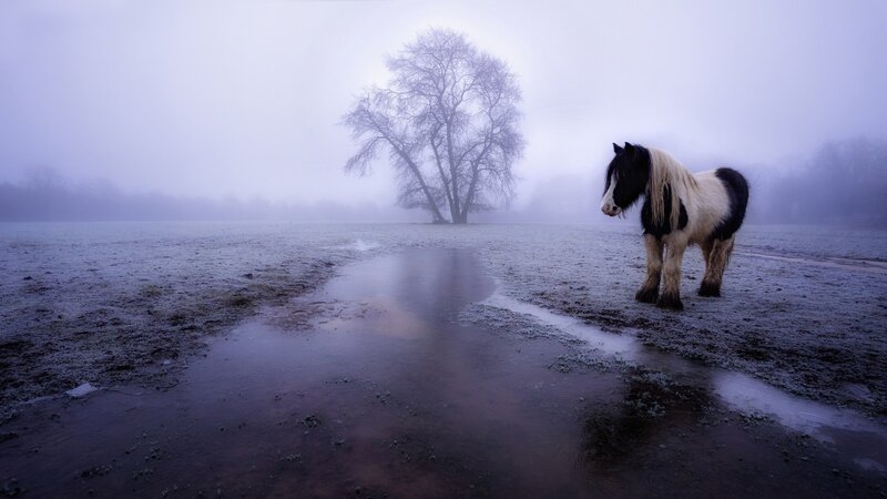 Black and White Horse — Purple