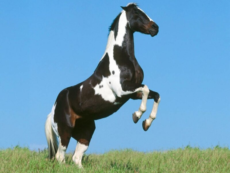 black and white horse rearing