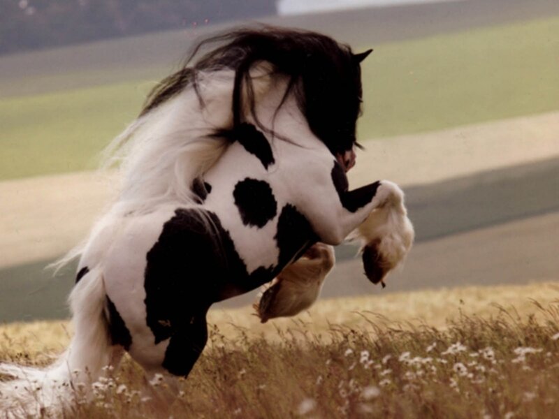black and white horse rearing