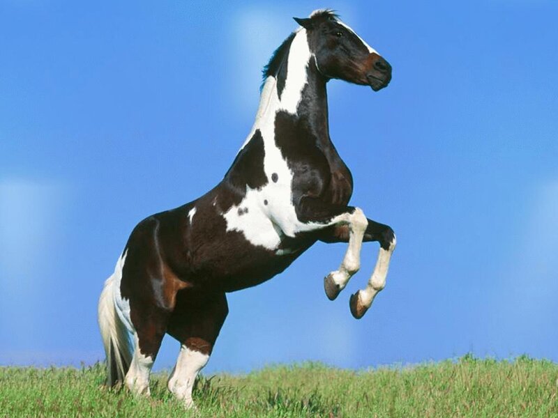 black and white horse rearing