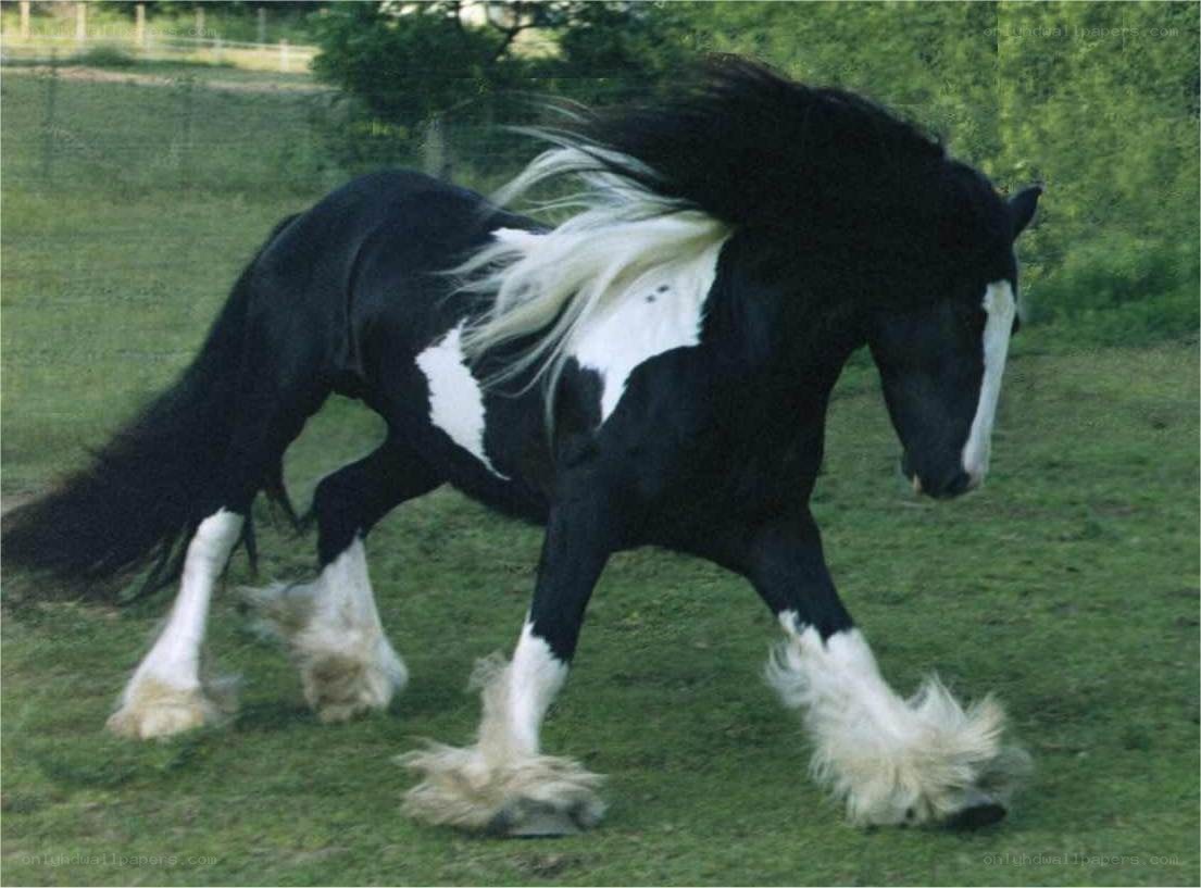 black and white horse running