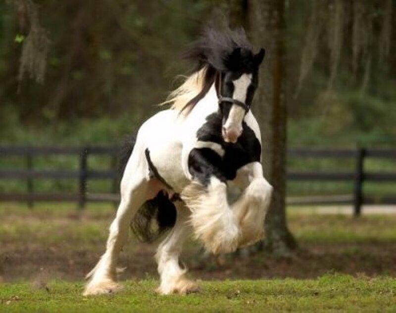 black and white horse running