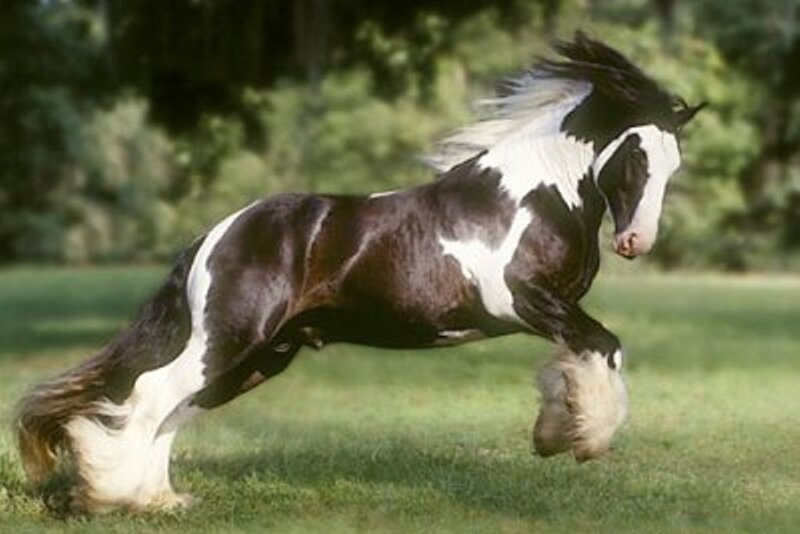 black and white horse running