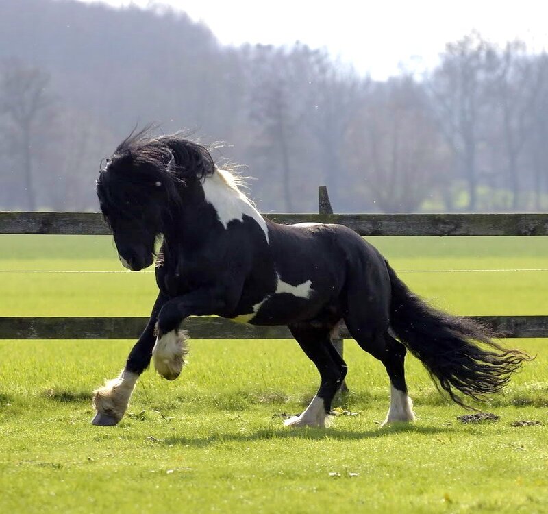 black and white horse running