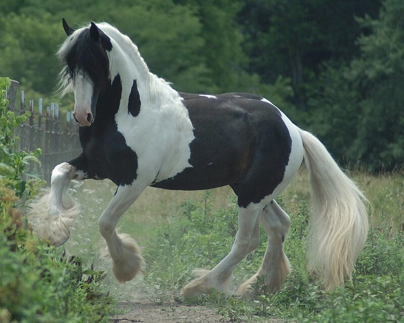 black and white horse running