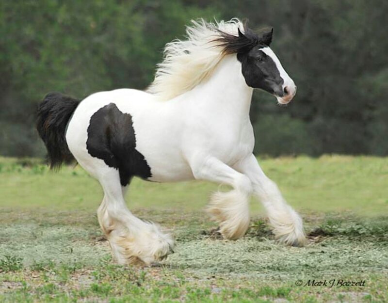 Black-and-white Horse Running — White
