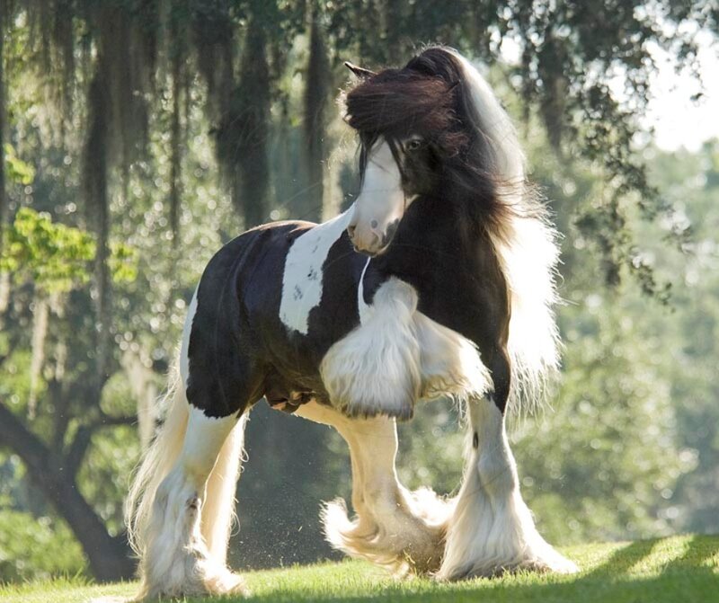 Black and White Horse — Serene