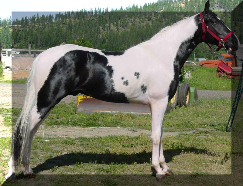 black and white horse standing