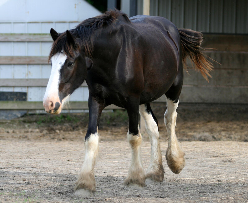 black and white horse walking