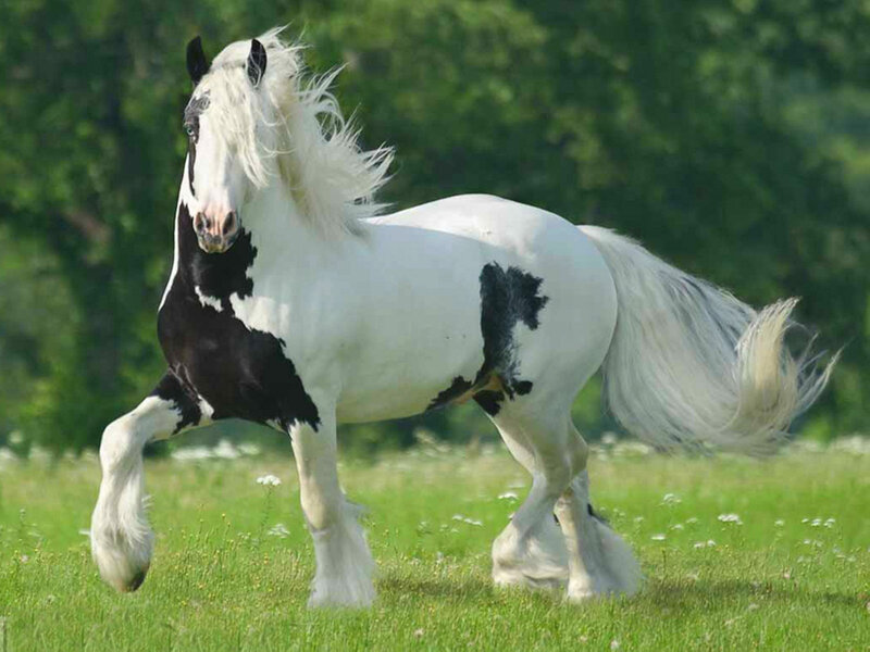 Black-and-white Horse — White, Calm