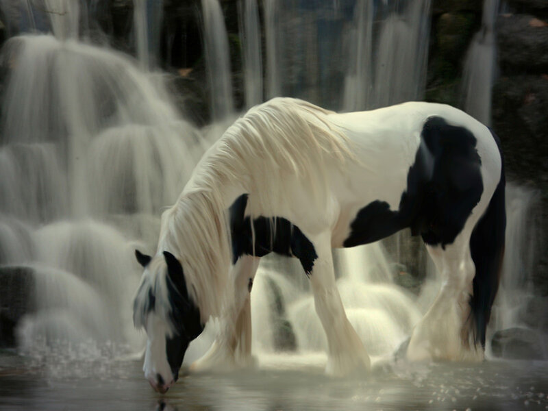 Black-and-white Horse — White