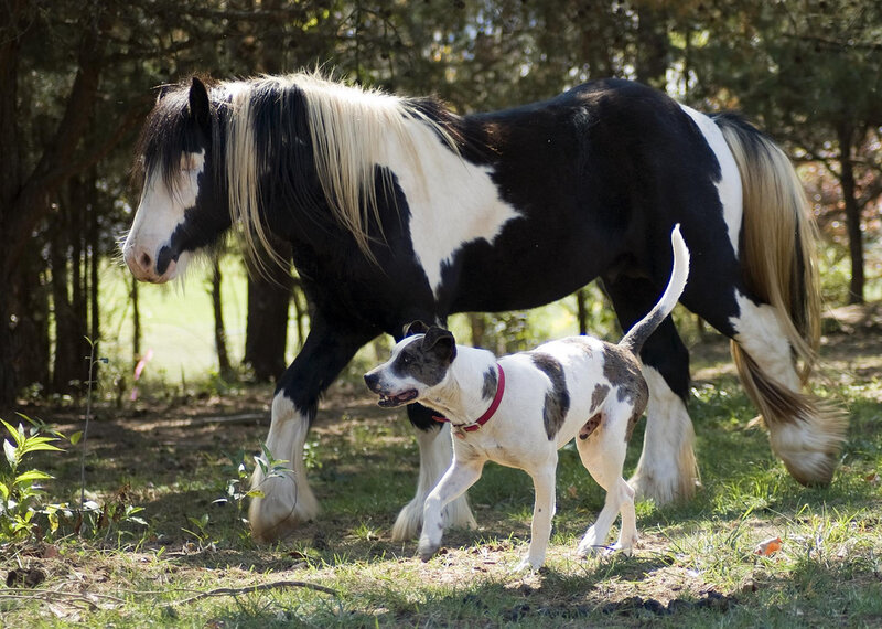 Black and White Horse with Dog