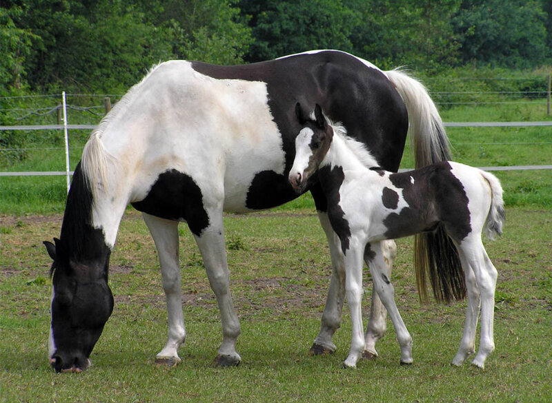 Black and White Horse with Foal — Green, Calm