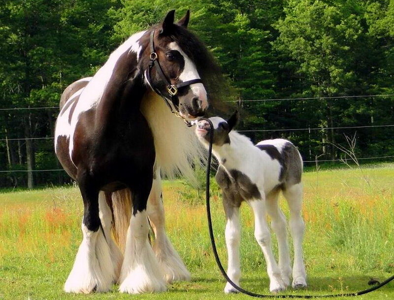Black and White Horse with Foal