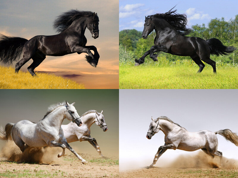 Black and White Horses — Dynamic, Afternoon