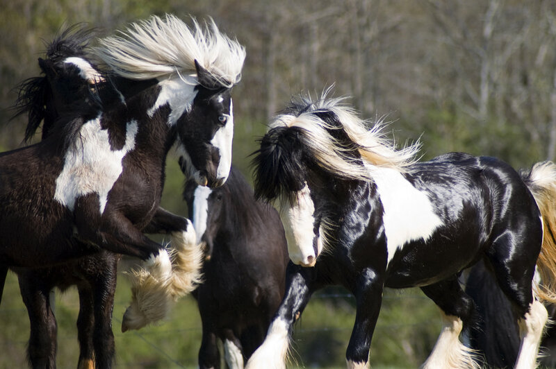 Black and White Horses — Dynamic