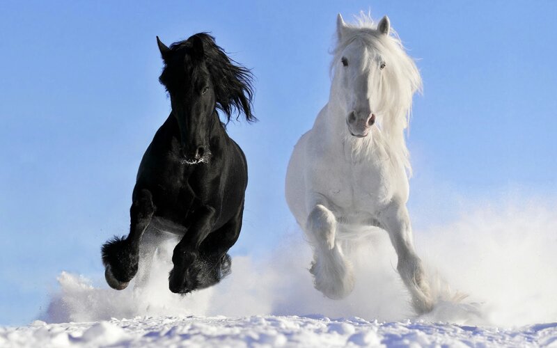 Black and White Horses — Dynamic, Winter
