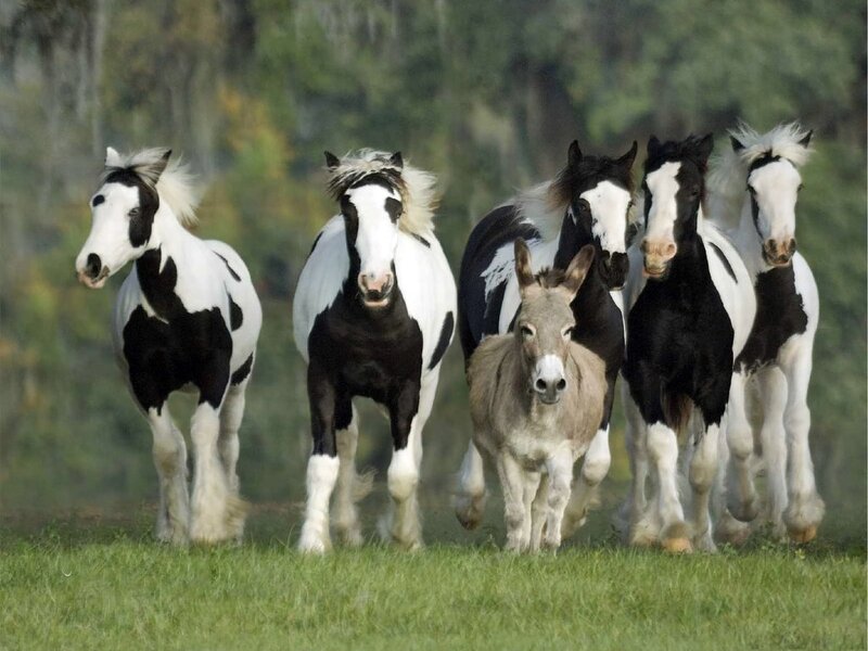 Black and White Horses — Green, Active
